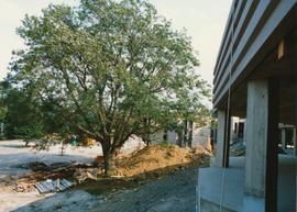 Preserved Tree